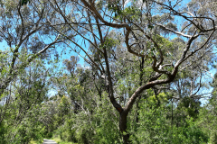 Glenvale