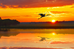 05-Yellow-River-Sunrise-Jabiru-2-HR-WEB-scaled