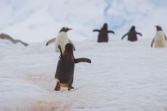 11-Antarctica-Niko-Bay-5DSR-56-WEB-scaled