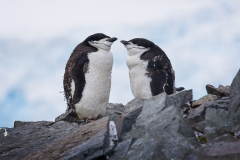 18-Antarctica-Half-Moon-Island-South-Shetland-Islands-5Div-68-WEB-scaled