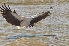 Adelaide-River-Kite-WEB-scaled