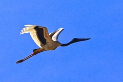 04-Darwin-Adelaide-River-Boat-Trip-197Jabiru