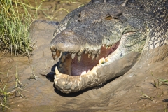 04-Darwin-Adelaide-River-Boat-Trip-220Croc-up-close-WEB