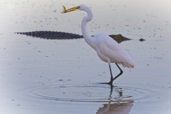 05-Kakadu-Yellow-Water-Sunrise-Cruise-20Egret-Breakfast-Croc-WEB