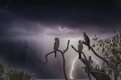 05-Kakadu-Yellow-Water-Sunrise-Cruise-3-EDITED