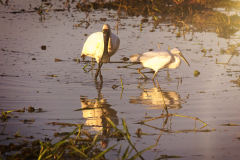 05-Kakadu-Yellow-Water-Sunrise-Cruise-39Morning-Birds-WEB-scaled
