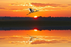 05-Yellow-River-Sunrise-Jabiru
