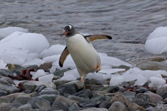 14-Antarctica-Peterman-Island-5DSR-192-WEB-scaled