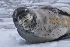 18-Antarctica-Cierva-Cove-5DSR-64Leopard-Seal-WEB