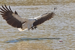 Adelaide-River-Kite