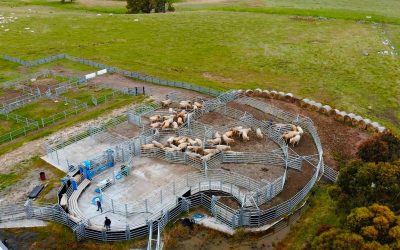 Mount William Station – a cattle farm